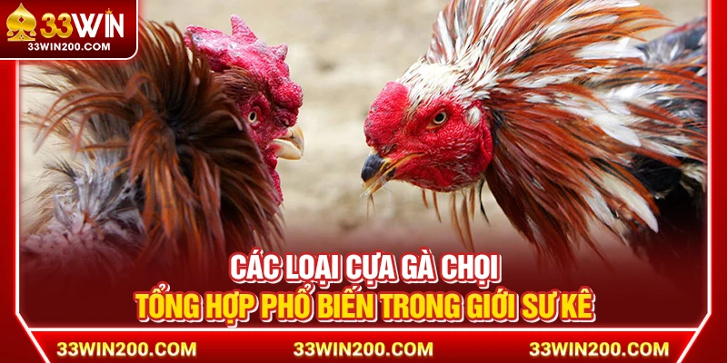 Các Loại Cựa Gà Chọi – Tổng Hợp Phổ Biến Trong Giới Sư Kê