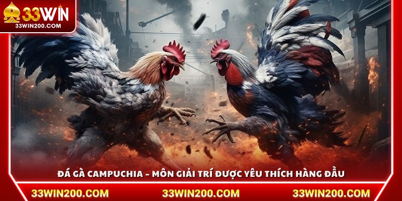 Đá gà Campuchia – Môn giải trí được yêu thích hàng đầu