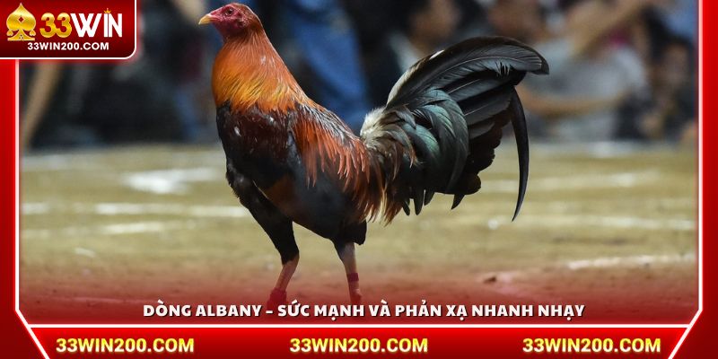 Dòng Albany – Sức mạnh và phản xạ nhanh nhạy
