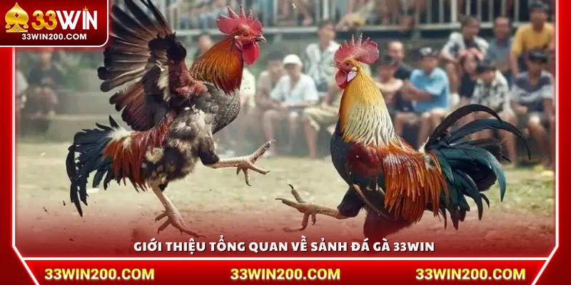 Giới thiệu tổng quan về sảnh đá gà 33Win