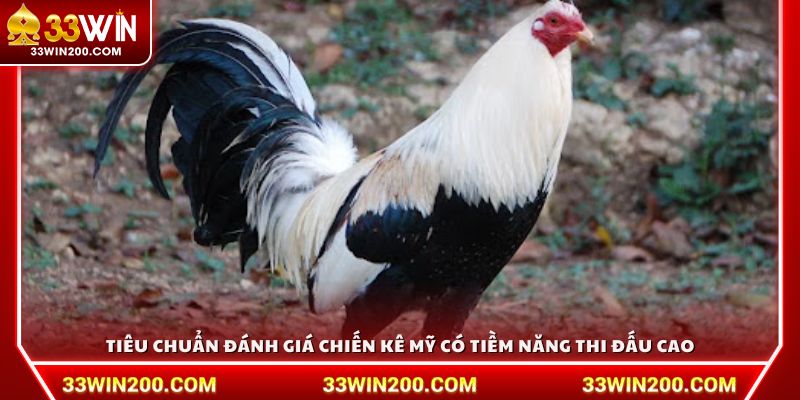 Tiêu chuẩn đánh giá chiến kê Mỹ có tiềm năng thi đấu cao