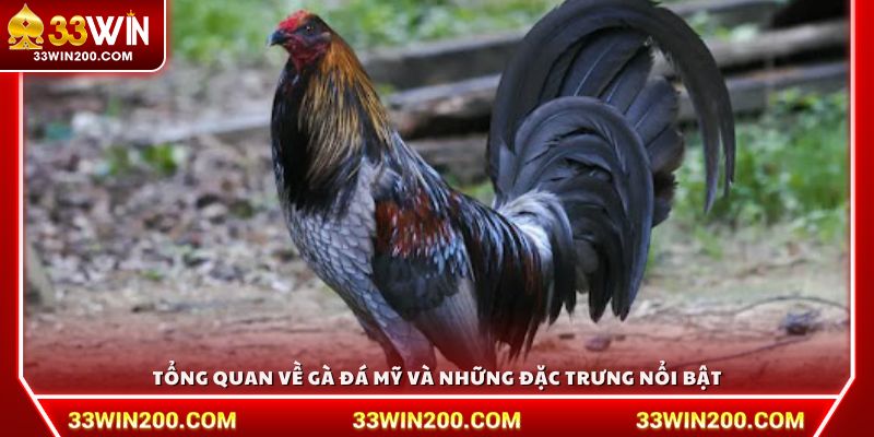 Tổng quan về gà đá Mỹ và những đặc trưng nổi bật